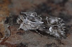 Toadflax Brocade (Calophasia lunula)