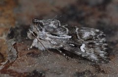 Torskemunnfly (Calophasia lunula)