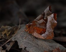 Praktmånemåler (Selenia tetralunaria)