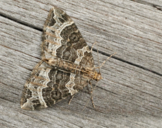 Small Phoenix (Ecliptopera silaceata)