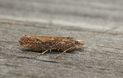 White-shouldered Smudge (Ypsolopha parenthesella)
