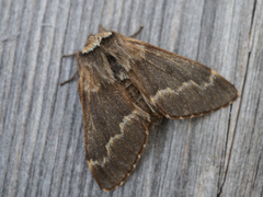 December Moth (Poecilocampa populi)