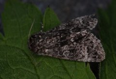 Ospekveldfly (Acronicta megacephala)