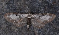 Burotdvergmåler (Eupithecia succenturiata)