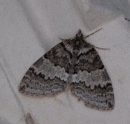 May Highflyer (Hydriomena impluviata)