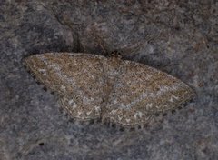 Lewes Wave (Scopula immorata)
