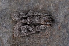 Broket kveldfly (Acronicta auricoma)