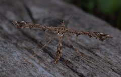 Beautiful Plume (Amblyptilia acanthadactyla)