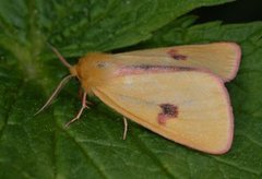 Clouded Buff (Diacrisia sannio)