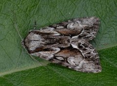 The Saxon (Hyppa rectilinea)