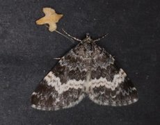 White-banded Carpet (Spargania luctuata)