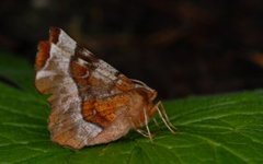 Praktmånemåler (Selenia tetralunaria)