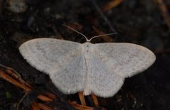Cream Wave (Scopula floslactata)