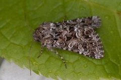 Tawny Shears (Hadena perplexa)