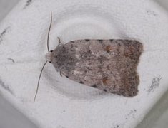 Pale Mottled Willow (Caradrina clavipalpis)