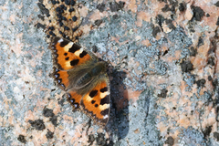 Neslesommerfugl (Aglais urticae)