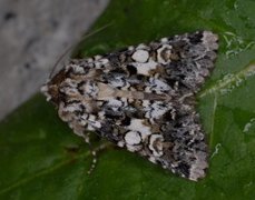 Hvitflekknellikfly (Hadena confusa)