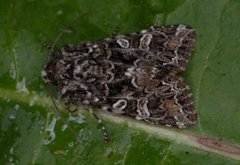 Brunt nellikfly (Hadena perplexa)