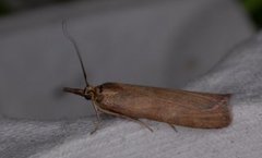 Bakkesmalmott (Hypochalcia ahenella)