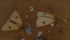 Clouded Buff (Diacrisia sannio)