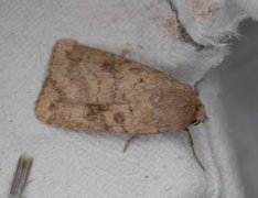 Mottled Rustic (Caradrina morpheus)