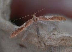 Caloptilia stigmatella