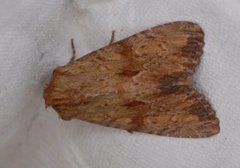 Reddish Light Arches (Apamea sublustris)