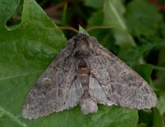 Large Dark Prominent (Notodonta torva)
