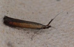 Meadow Case-bearer (Coleophora mayrella)