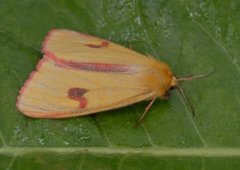 Clouded Buff (Diacrisia sannio)