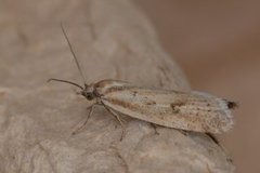 Dotted Shade (Eana osseana)