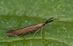 Meadow Case-bearer (Coleophora mayrella)