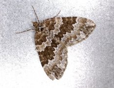 Broken-barred Carpet (Electrophaes corylata)