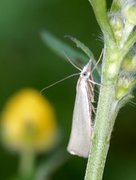 Yellow Satin Veneer (Crambus perlella)