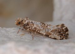 Large Clothes Moth (Morophaga choragella)