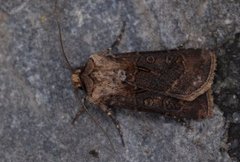 Brunpudret jordfly (Agrotis clavis)