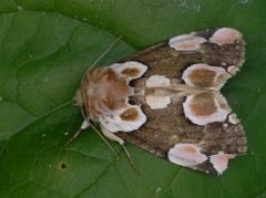 Flekkhalvspinner (Thyatira batis)