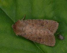 The Uncertain (Hoplodrina octogenaria)
