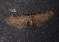 Brun dvergmåler (Eupithecia absinthiata)