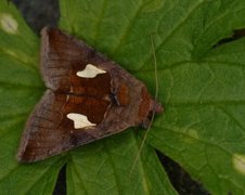 Storflekket metallfly (Autographa bractea)