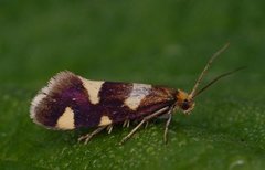 Lampronia rupella