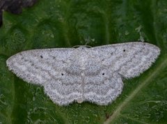 Cream Wave (Scopula incanata)