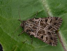 Nettnellikfly (Sideridis reticulata)