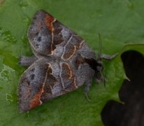 Small Chocolate-tip (Clostera pigra)