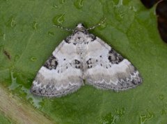 Flekklundmåler (Perizoma blandiata)