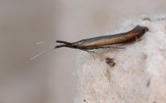 Meadow Case-bearer (Coleophora mayrella)