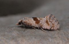 Bakkestjernepraktvikler (Cochylidia heydeniana)