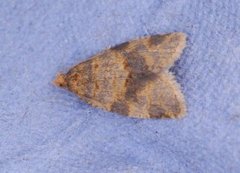 Brown-barred Tortrix (Epagoge grotiana)