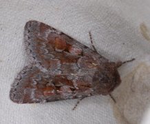 Northern Dart (Xestia alpicola)
