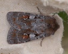 Northern Dart (Xestia alpicola)
